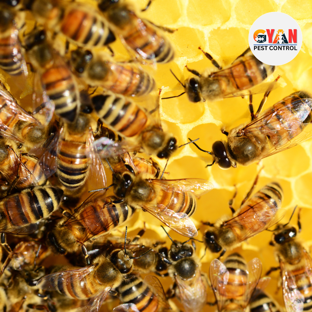 Bees Control